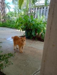 Found/Stray Unknown Cat last seen SE 13TH ST and SE 10TH AVE, Fort Lauderdale, FL 33316