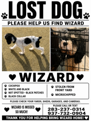 Lost Male Dog last seen Bond hill , Anita place, bond hill park , andina, Cincinnati, OH 45237
