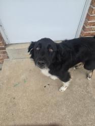 Reunited Female Dog last seen Maple Ave and larimore, St. Louis, MO 63138