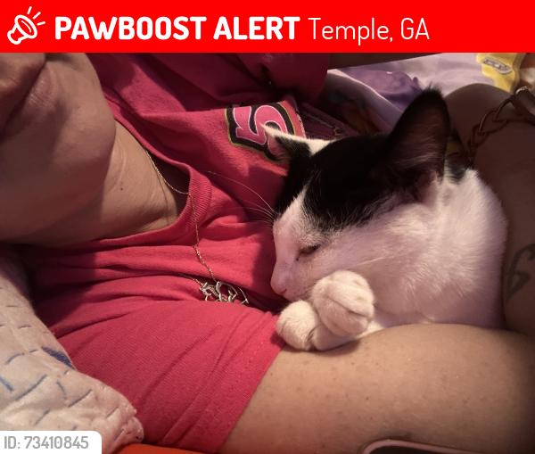 Lost Male Cat last seen Westshire s, Temple, GA 30179