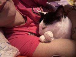 Lost Male Cat last seen Westshire s, Temple, GA 30179