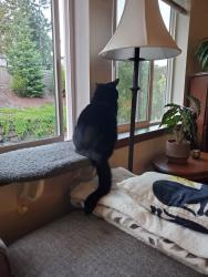 Reunited Male Cat last seen The Reserve in Lynnwood, Lynnwood, WA 98036
