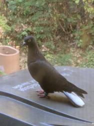 Found/Stray Unknown Bird last seen Jefferson School Park, Sacramento, CA 95833