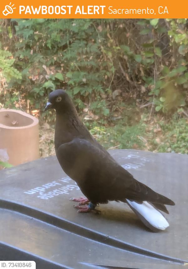 Found/Stray Unknown Bird last seen Jefferson School Park, Sacramento, CA 95833