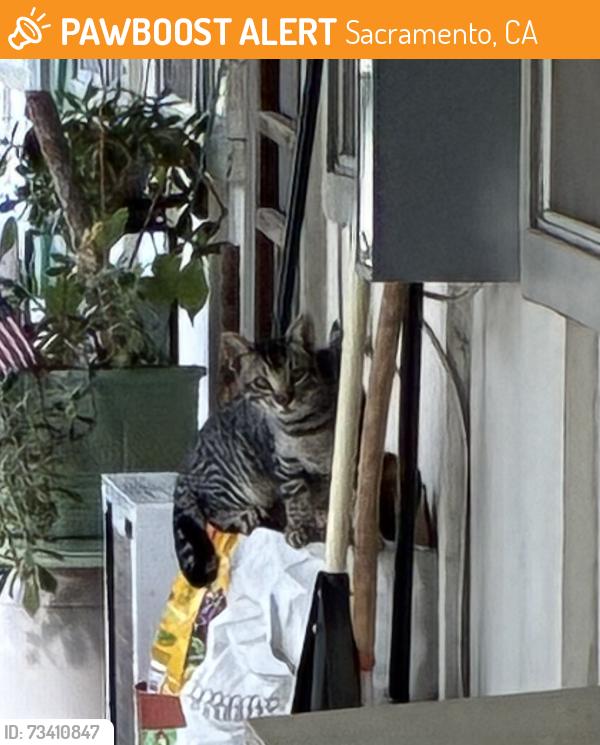 Found/Stray Unknown Cat last seen Riverside Blvd, Weber Way, Sacramento, CA 95822