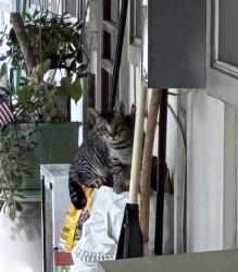 Found/Stray Unknown Cat last seen Riverside Blvd, Weber Way, Sacramento, CA 95822