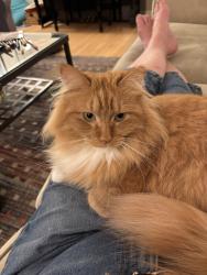 Lost Male Cat last seen Windsor Green, New Brighton, MN 55112