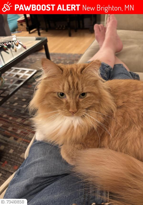 Lost Male Cat last seen Windsor Green, New Brighton, MN 55112
