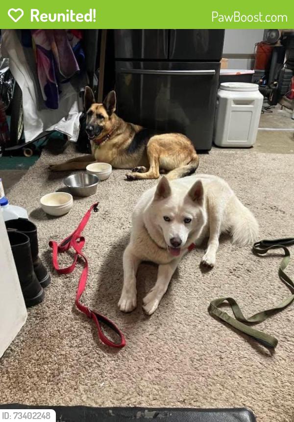 Reunited Female Dog last seen Tustin & Lincoln ORANGE CA, Orange, CA 92865