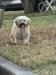 Found/Stray Unknown Dog last seen Off of Vance Jackson Rd near Pollos Asados De Sinaloa, San Antonio, TX 78213