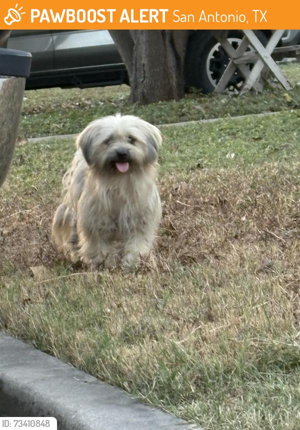 Found/Stray Unknown Dog last seen Off of Vance Jackson Rd near Pollos Asados De Sinaloa, San Antonio, TX 78213