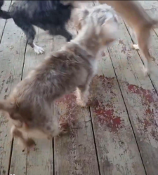 Lost Female Dog last seen Cottonwood trailer Park, Corsicana, TX 75110