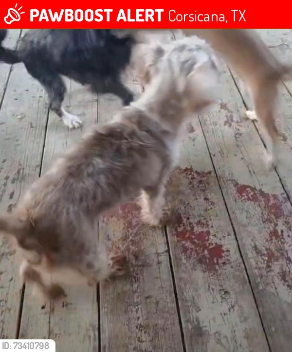 Lost Female Dog last seen Cottonwood trailer Park, Corsicana, TX 75110