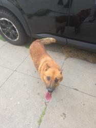 Found/Stray Male Dog last seen Forest and wabash, Los Angeles, CA 90033