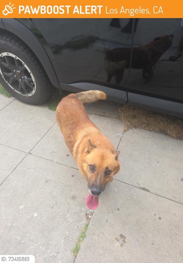 Found/Stray Male Dog last seen Forest and wabash, Los Angeles, CA 90033