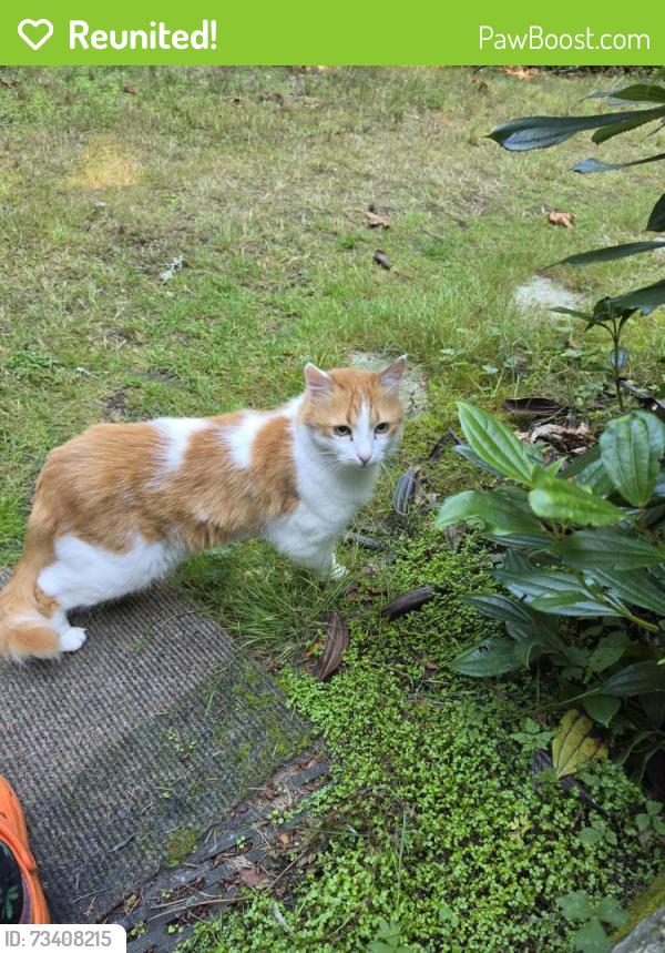 Reunited Unknown Cat last seen 228th Ave ne & E Main st, Sammamish, WA 98074