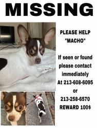 Lost Male Dog last seen Champions Forest , Louetta , Cypresswood Dr, Spring, TX 77379