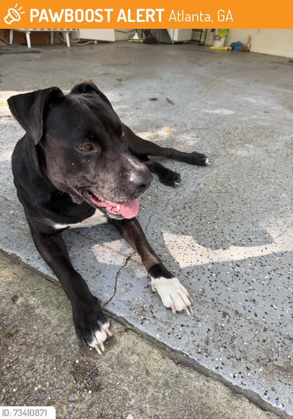 Found/Stray Male Dog last seen New Paces Ferry & Tanglewood, Atlanta, GA 30339