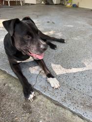 Found/Stray Male Dog last seen New Paces Ferry & Tanglewood, Atlanta, GA 30339