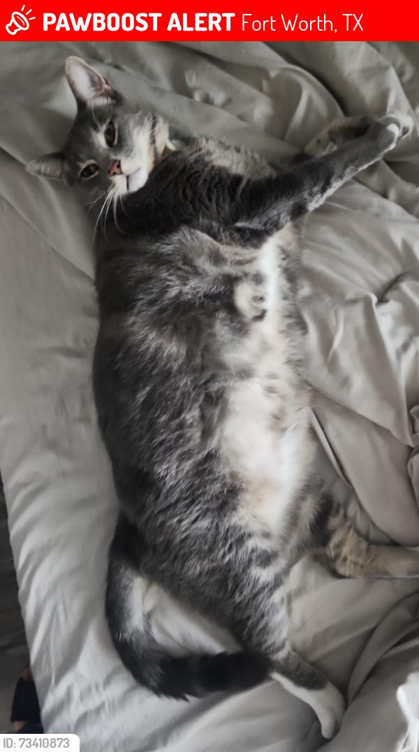 Lost Male Cat last seen Dallas Avenue, Fort Worth, TX 76112