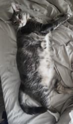 Lost Male Cat last seen Dallas Avenue, Fort Worth, TX 76112