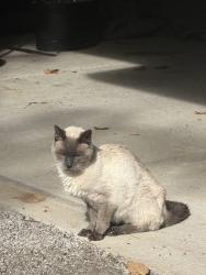 Found/Stray Unknown Cat last seen Lone Pine Road and Woodward, Bloomfield Hills, MI 48304
