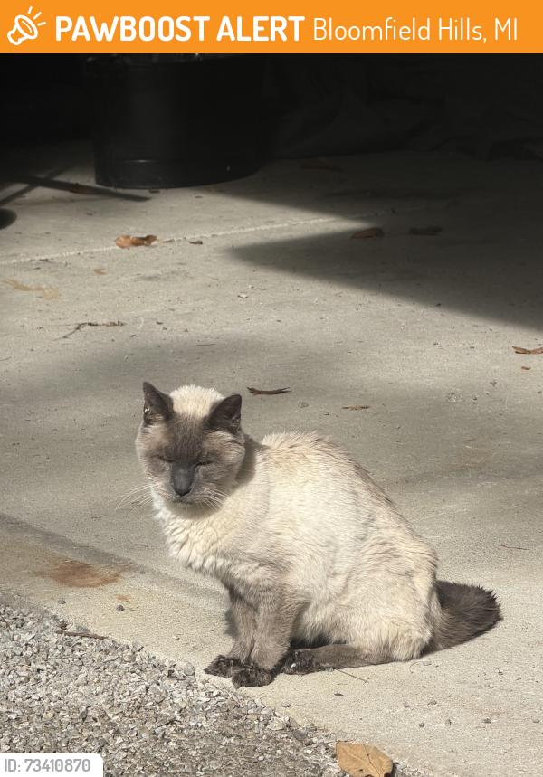Found/Stray Unknown Cat last seen Lone Pine Road and Woodward, Bloomfield Hills, MI 48304