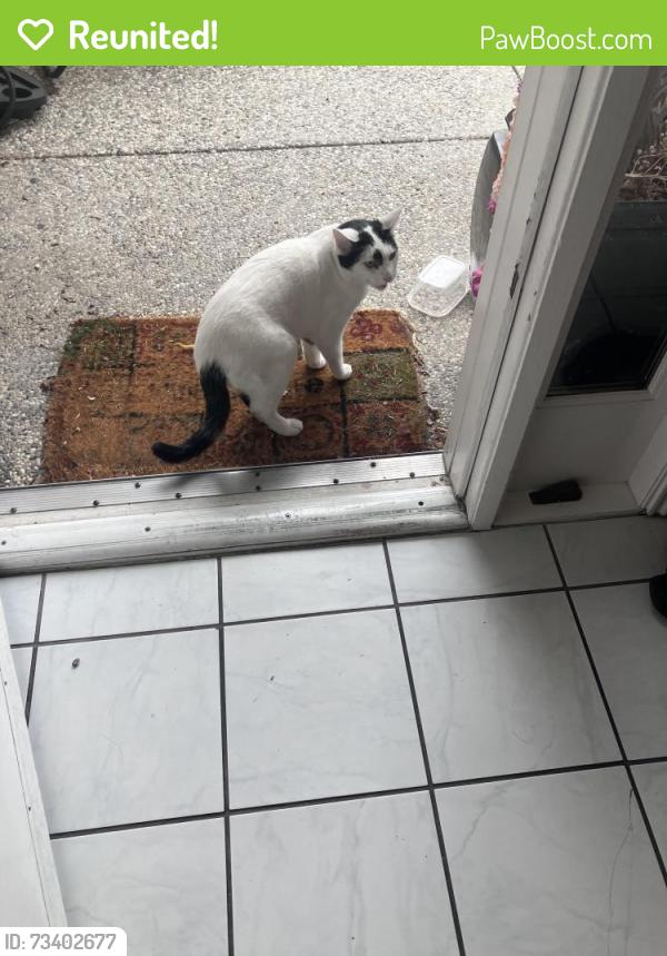 Reunited Unknown Cat last seen Hollenbeck Sheraton, Sunnyvale, CA 94087