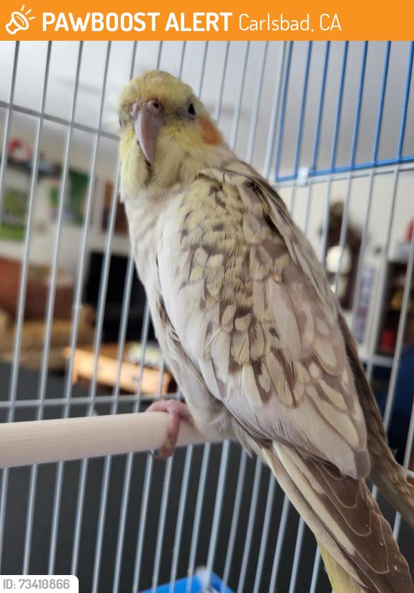 Found/Stray Unknown Bird last seen Coyote Court, Carlsbad, CA 92010