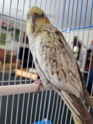 Found/Stray Unknown Bird last seen Coyote Court, Carlsbad, CA 92010
