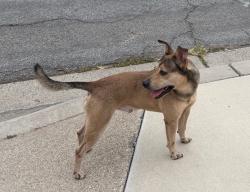 Found/Stray Male Dog last seen Chestnut Ave, Orange,ca, Orange, CA 92867