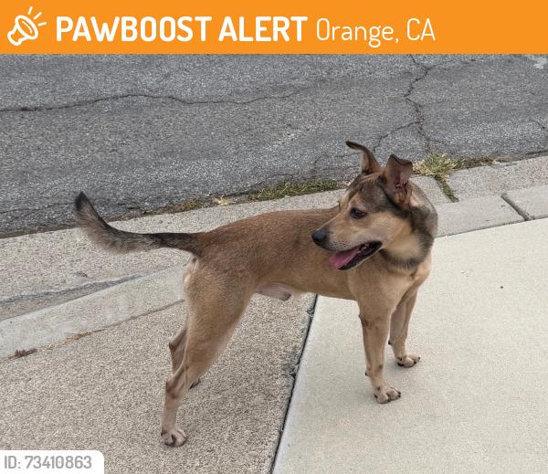 Found/Stray Male Dog last seen Chestnut Ave, Orange,ca, Orange, CA 92867