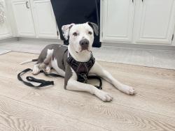 Found/Stray Female Dog last seen Piedmont ave, Highland, CA 92346