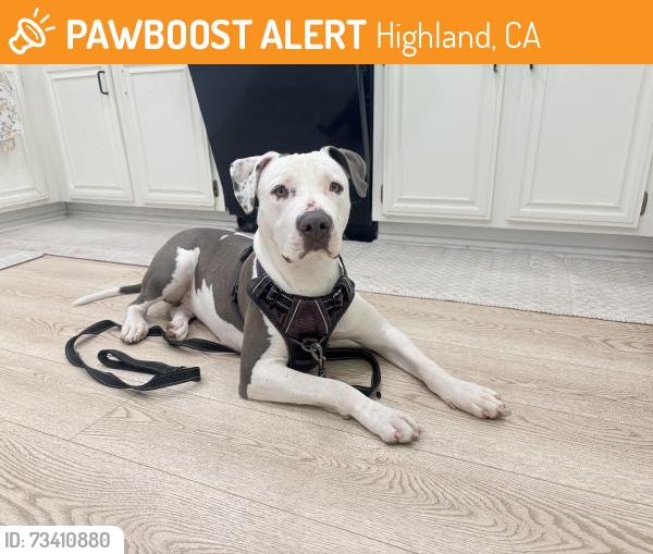 Found/Stray Female Dog last seen Piedmont ave, Highland, CA 92346