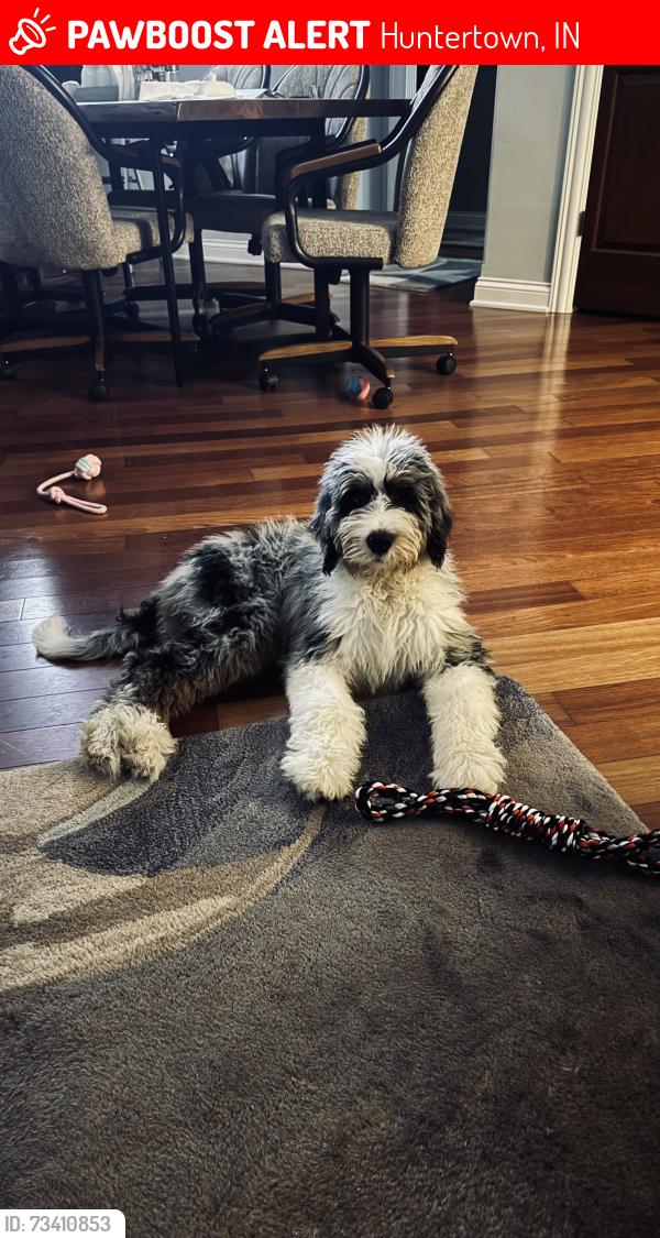 Lost Female Dog last seen Hamilton Road between Illinois and Bass, Huntertown, IN 46845