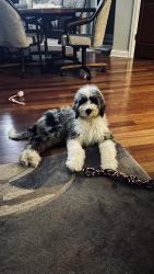 Lost Female Dog last seen Hamilton Road between Illinois and Bass, Huntertown, IN 46845