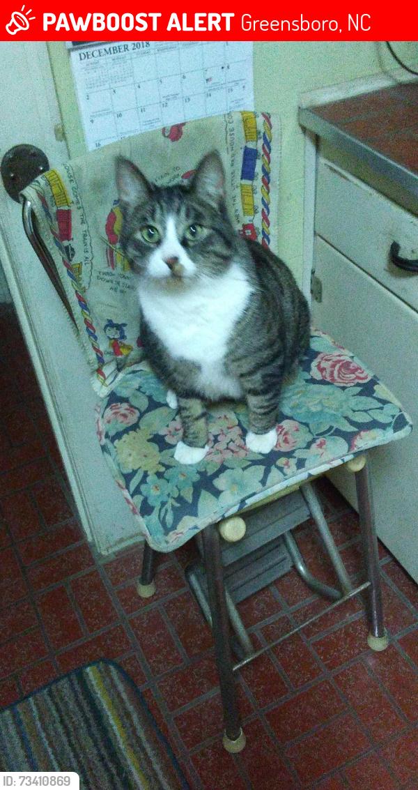 Lost Male Cat last seen Piedmont place apmts /5809 Garden village ct, Greensboro, NC 27410