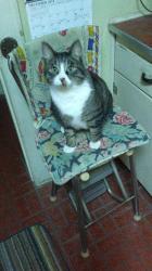 Lost Male Cat last seen Piedmont place apmts /5809 Garden village ct, Greensboro, NC 27410