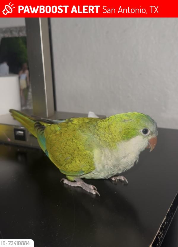 Lost Unknown Bird last seen Near w military Dr, San Antonio, TX 78245