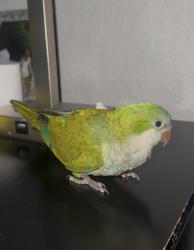 Lost Unknown Bird last seen Near w military Dr, San Antonio, TX 78245
