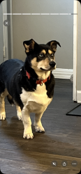 Lost Male Dog last seen Cantebury apmts , angels tire shop, Asheville, NC 28806