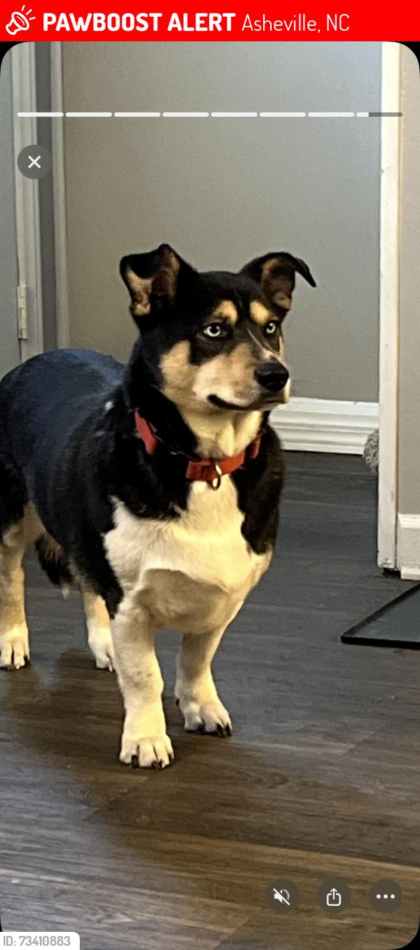 Lost Male Dog last seen Cantebury apmts , angels tire shop, Asheville, NC 28806