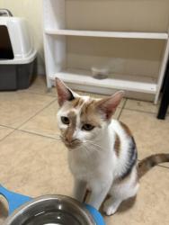 Found/Stray Female Cat last seen Toledo St Holiday fla, Holiday, FL 34690