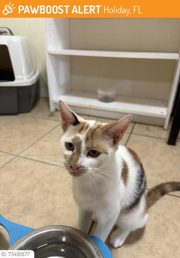 Found/Stray Female Cat last seen Toledo St Holiday fla, Holiday, FL 34690