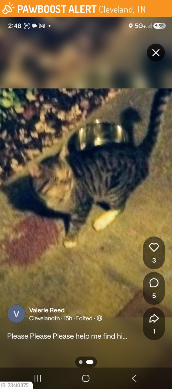 Found/Stray Male Cat last seen Benton pike, Cleveland, TN 37323