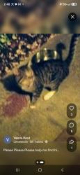 Found/Stray Male Cat last seen Benton pike, Cleveland, TN 37323