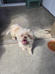 Found/Stray Unknown Dog last seen Sierra and Maroa, Fresno, CA 93704
