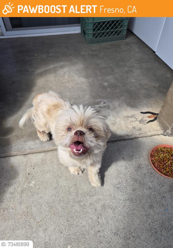 Found/Stray Unknown Dog last seen Sierra and Maroa, Fresno, CA 93704