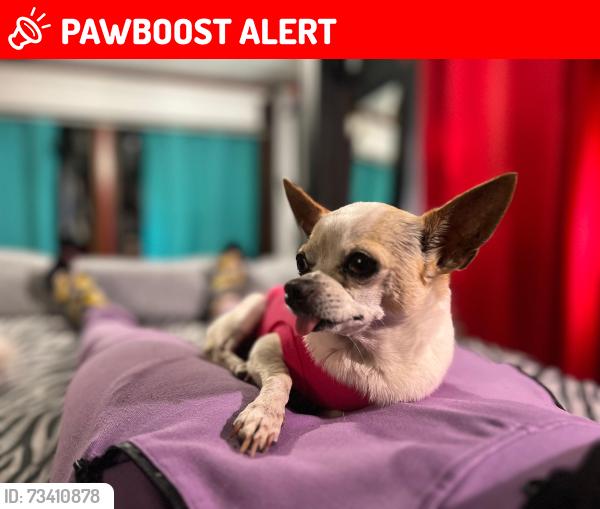 Lost Female Dog last seen Near White Dove Rd, East Stroudsburg, PA, East Stroudsburg, PA 18302