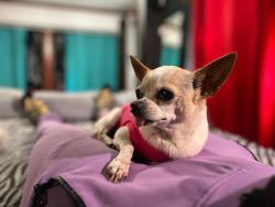 Lost Female Dog last seen Near White Dove Rd, East Stroudsburg, PA, East Stroudsburg, PA 18302